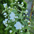 Philadelphus mock Orange variegated foliage