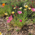 Eschscholzia californica | California Poppy 'Astound' Mix'