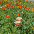 Eschscholzia californica | California Poppy colorful mix