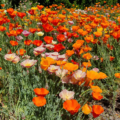 California Poppy 'Astound' Mix