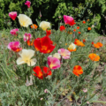 Eschscholzia californica seed Mix