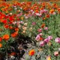 California Poppy 'Astound' Mix' seeds