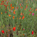 Eschscholzia californica | California Poppy 'Astound' Mix'