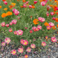 Eschscholzia californica | California Poppy 'Astound' Mix'