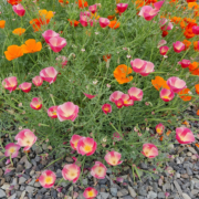 Eschscholzia californica | California Poppy 'Astound' Mix'