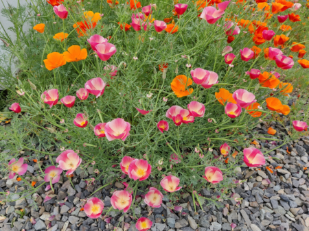 Eschscholzia californica | California Poppy 'Astound' Mix'