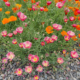 Eschscholzia californica | California Poppy 'Astound' Mix'