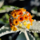 Buddleja marrubiifolia | flowers