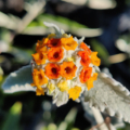 Woolly Butterfly Bush rooted plant
