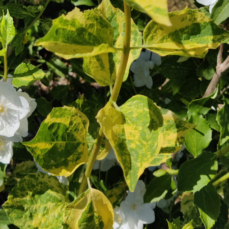 Philadelphus variegated foliage