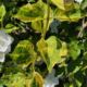 Philadelphus variegated foliage