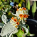 Rare Buddleja marrubiifolia | Woolly Butterfly Bush