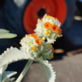 Buddleia marrubiifolia Dessert Butterfly Bush