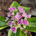 Hydrangea macrophylla 'Ayesha' unrooted cuttings