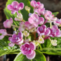 Hydrangea macrophylla 'Ayesha'