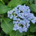 Hydrangea macrophylla 'Ayesha' blue flowers
