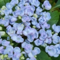 Hydrangea macrophylla 'Ayesha'cuttings