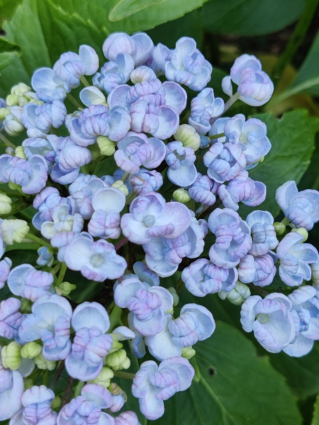 Hydrangea macrophylla 'Ayesha'cuttings