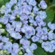 Hydrangea macrophylla 'Ayesha'cuttings