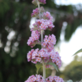 Peach Cobbler Butterfly bush