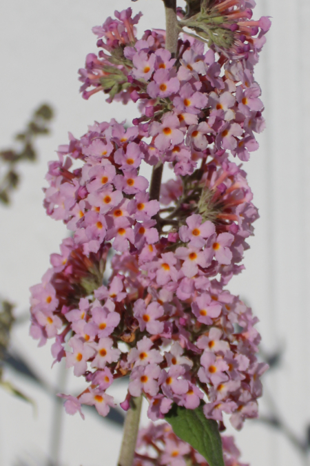 Peach Cobbler Buddlleja