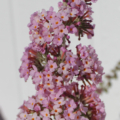 Peach Cobbler Buddleia hybrid