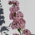 Peach Cobbler Butterfly Bush