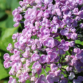 Hydrangea macrophylla 'Ayesha' rooted plant