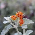Buddleja marrubiifolia | Woolly Butterfly Bush rooted plant