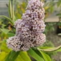 South African Sage Leaf Butterfly Bush plant