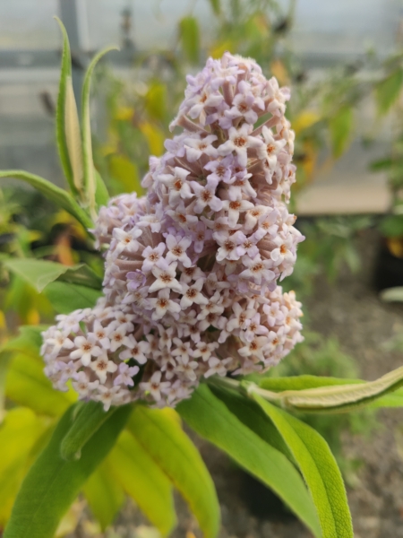 South African Sage Leaf Butterfly Bush plant