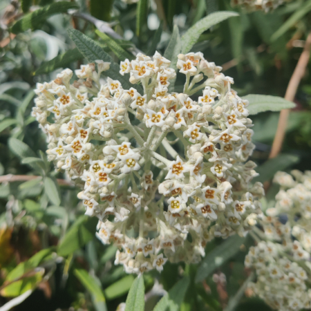 Buddleia loricata flower cyme