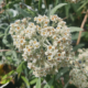 Buddleia loricata flower cyme