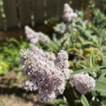 Buddleia salviifolia green leaf form