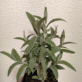 Buddleia salviifolia plant