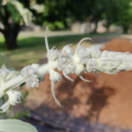 BUDDLEJA Nivea flower bud