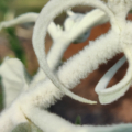 Buddleja Nivea stem
