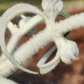 B. Nivea tomentous stem