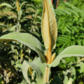 Sageleag Butterfly BUsh