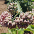 Asclepias speciosa | Showy Milkweed buds