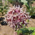 Asclepias speciosa Milkweed