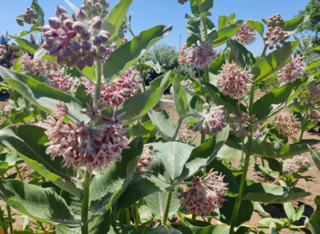 Asclepias Showy Milkweed flowers