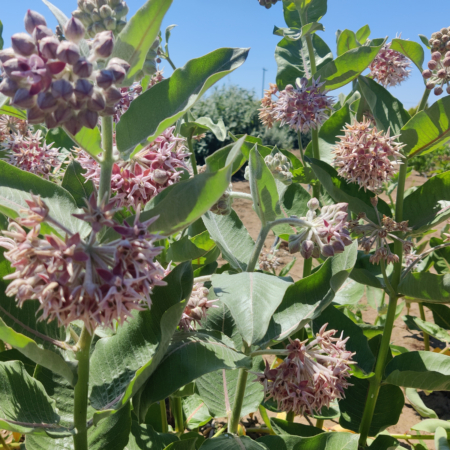 Asclepias Showy Milkweed flowers