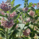 Asclepias Showy Milkweed flowers
