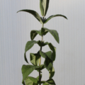 Green leaf Buddleja salviifolia