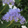 Hydrangea Mariesii Variagata plant
