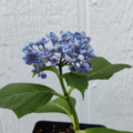 Popcorn hydrangea