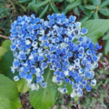 Popcorn hydrangea flowers