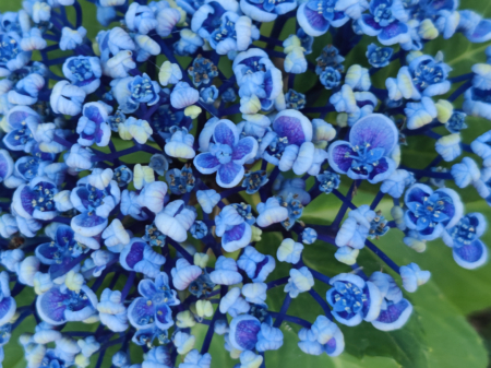 Ayesha Rare Hydrangea