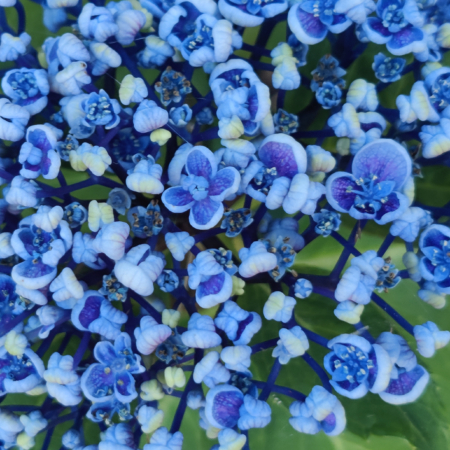 Ayesha Rare Hydrangea